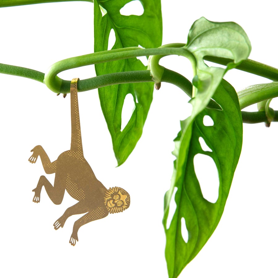 another-studio-plant-animals-monkey