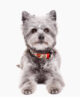 dukier-tattoo-honden-halsband