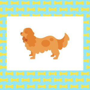 pup store kaart spaniel
